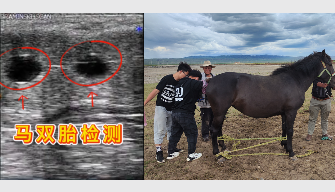 马用B超机检测双胎图像