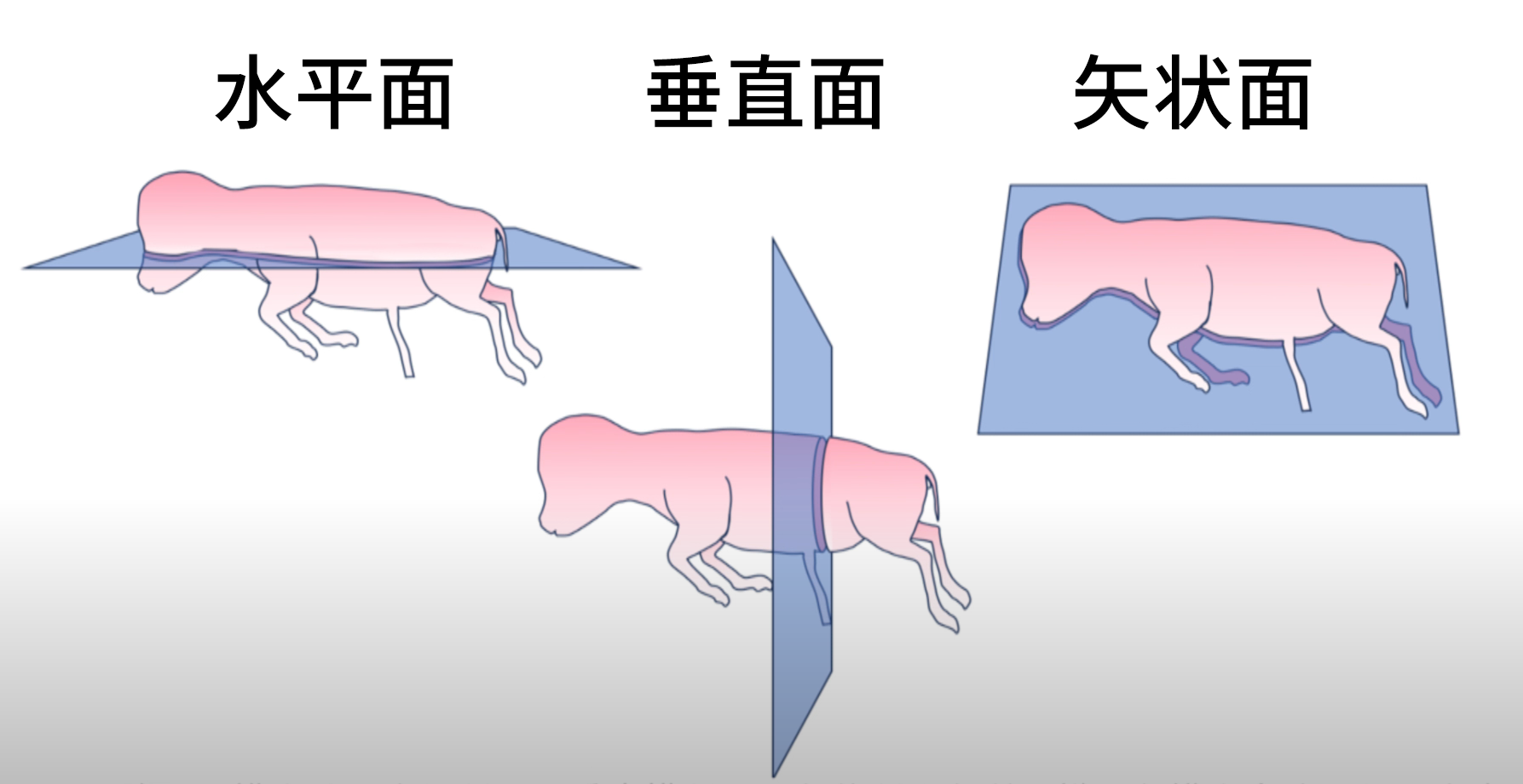 牛用B超探头各种切面演示