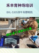 智能兽用B超机BXL-s305自动测量肉牛背膘眼肌面积