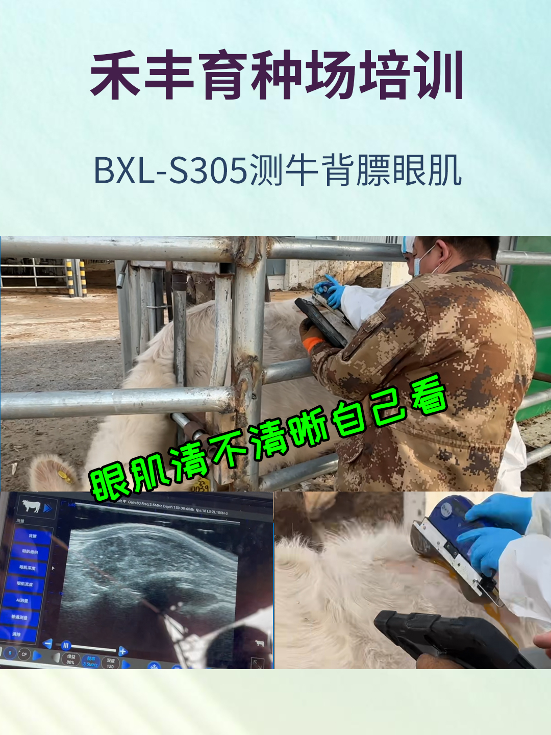 育种场使用智能背膘眼肌面积测定仪BXL-S305
