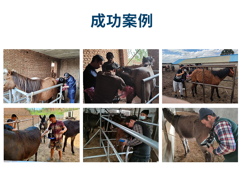 高清驴用B超测孕仪