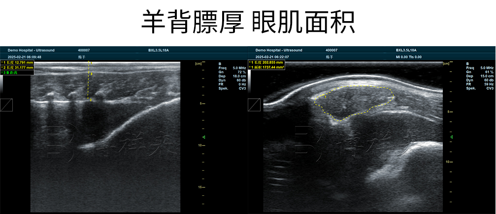 羊背膘眼肌超声图像