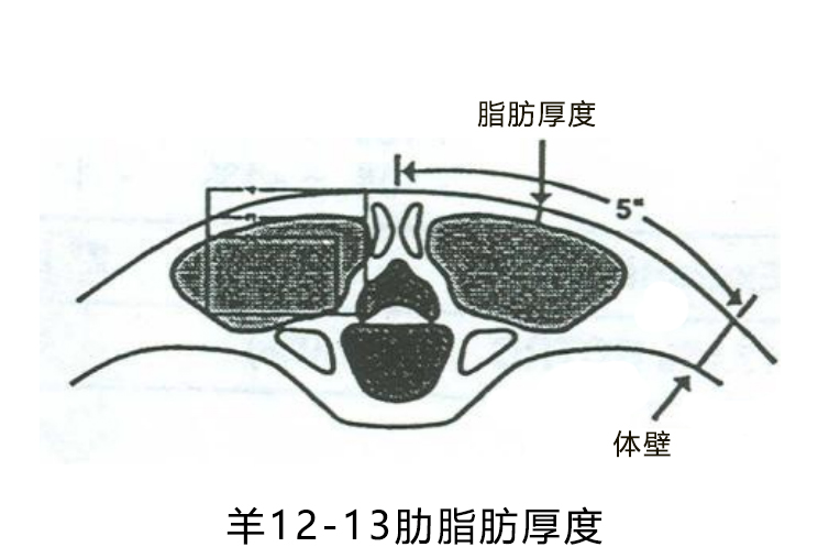 羊背膘眼肌检测位置