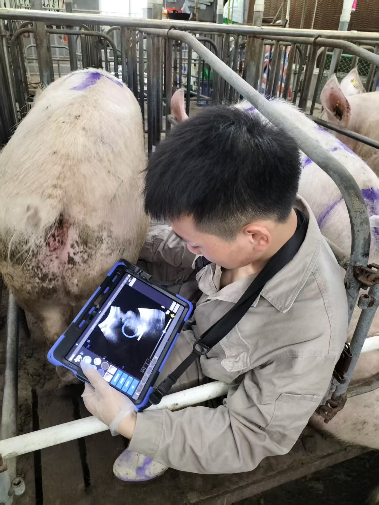 母猪卵泡检测B超仪