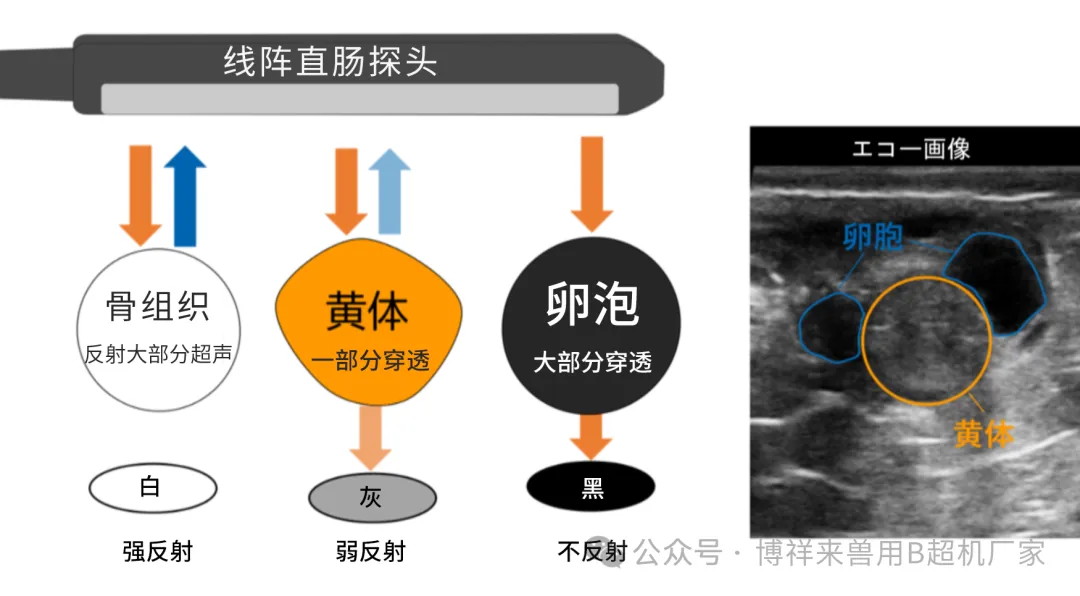 牛用B超图像分析
