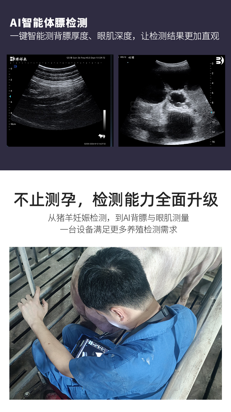智能AI自动测背膘眼肌深度